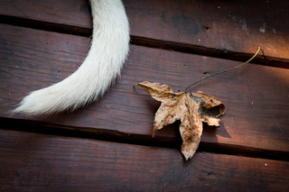 Illustration for article titled Shooting Challenge Fall Leaves Gallery 1